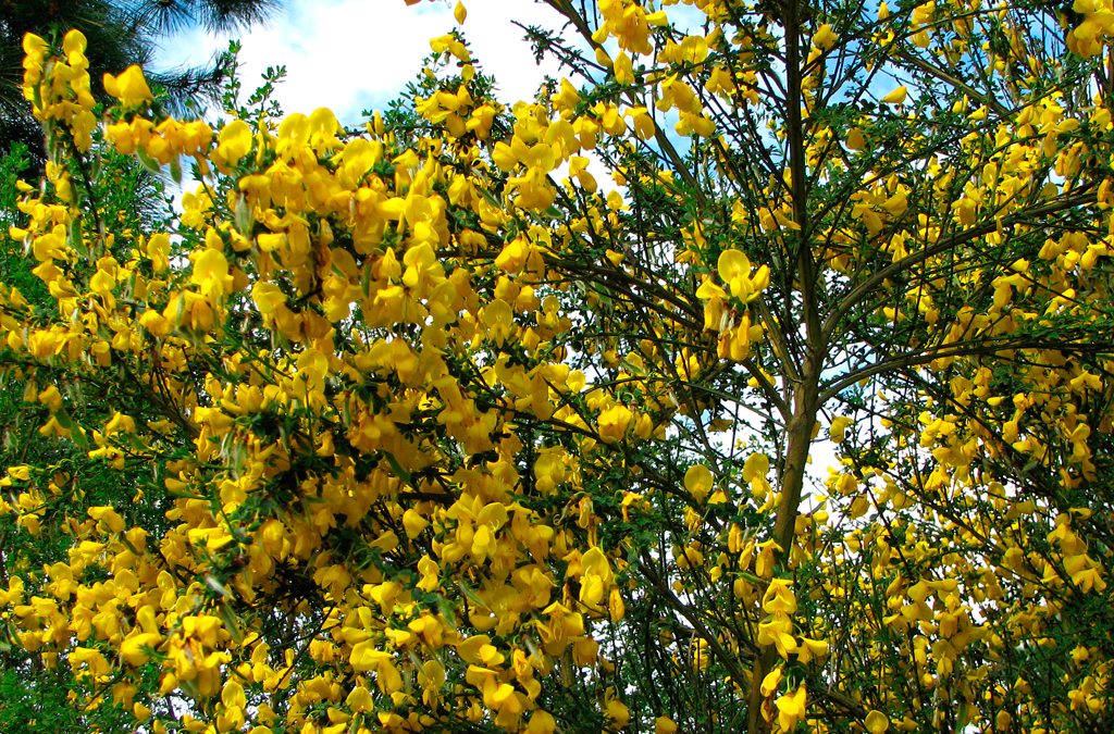 Chile es uno de los lugares más afectados por la proliferación de malezas y plantas invasoras