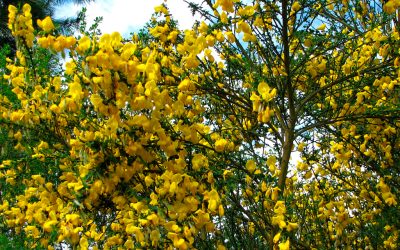 Chile es uno de los lugares más afectados por la proliferación de malezas y plantas invasoras