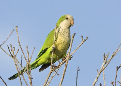 Cotorra Argentina