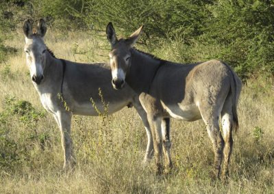 Burro Silvestre