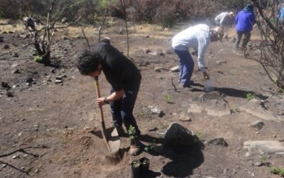 Iniciarán plantación de especies nativas para restaurar el humedal Boca Maule