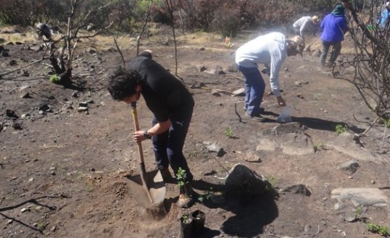 ingles Iniciarán plantación de especies nativas para restaurar el humedal Boca Maule