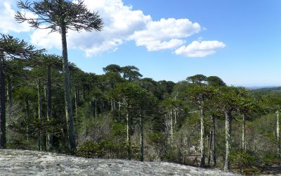 (Español) Día Mundial del Medio Ambiente